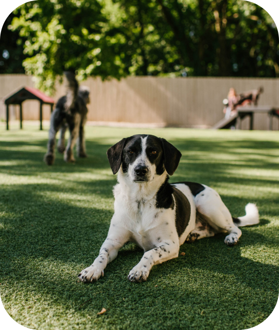 Gazon artificiel pour chien